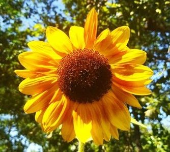tournesol oracle