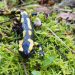 salamandre