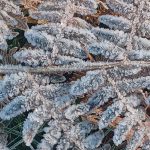 hiver landais