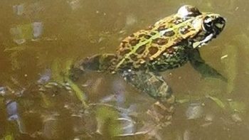 gardienne de l'oracle