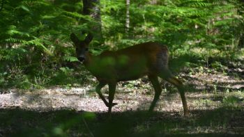 visiteuse et gardienne